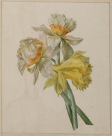 Z 071
<br/>
Drie narcissen
<br/>
<em>Brandt, Albertus Jonas (1788-1821)</em>